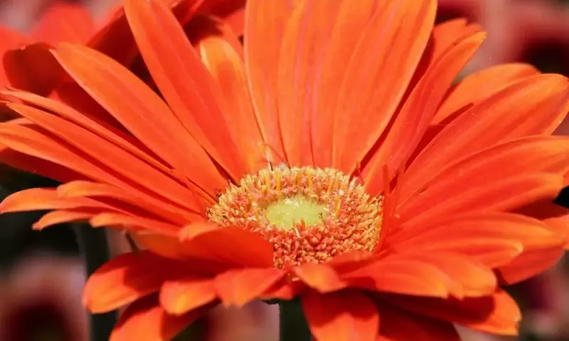 Gerbera: Guía Completa de Cuidado y Significado de la Margarita Africana