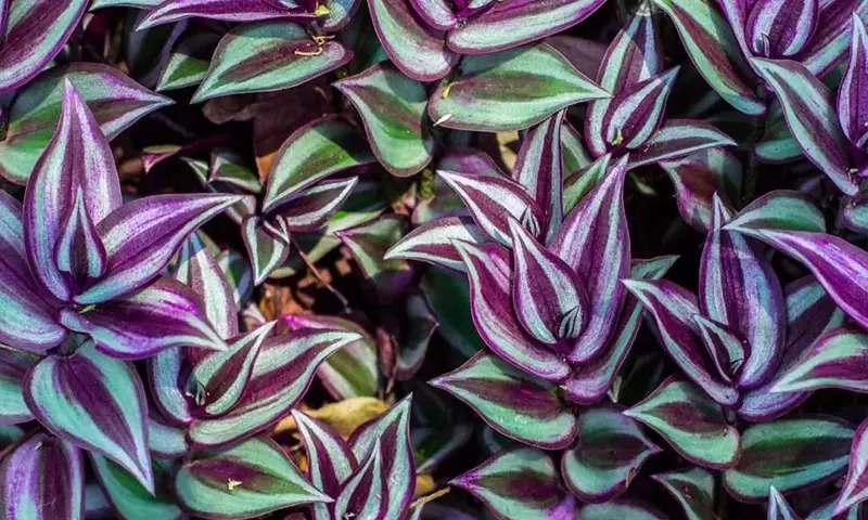 Tradescantia: Belleza, Bienestar y Cuidado en el Hogar