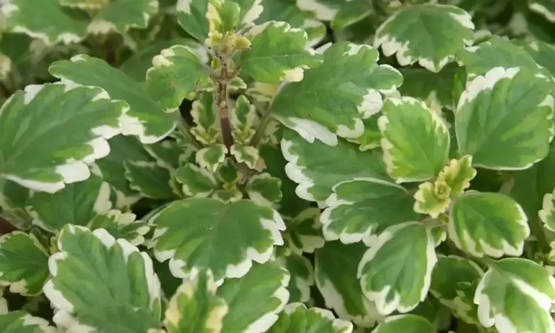 La Planta de Incienso: Un Aliado Aromático y Decorativo para tu Hogar