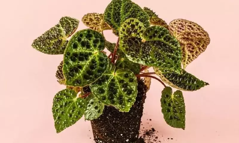 Guía completa para el cuidado de la Begonia Ferox