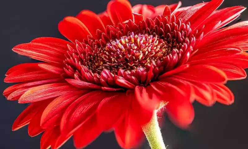 Gerbera: Adaptación y Cuidado Ideal para su Floración