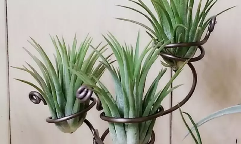 Embellezca su Hogar con Plantas Aéreas: Guía Completa de Decoración y Cuidado