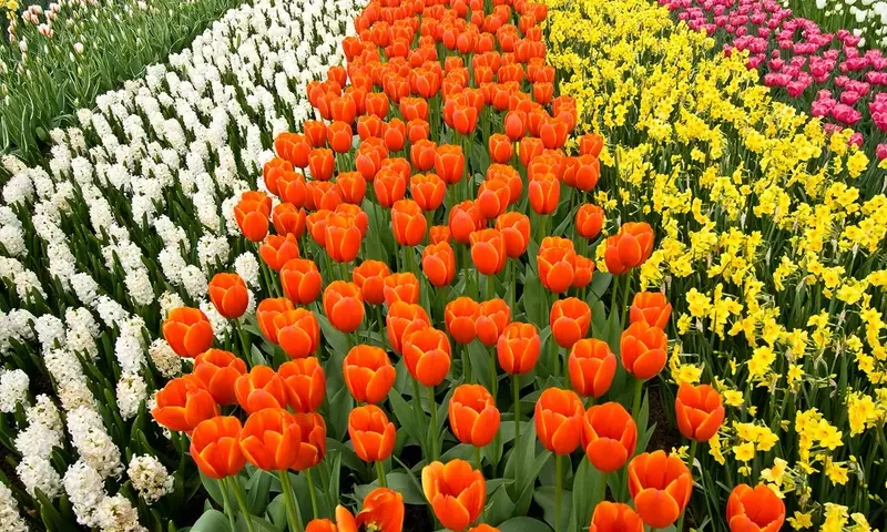 El fascinante universo cromático de las flores: origen y significado