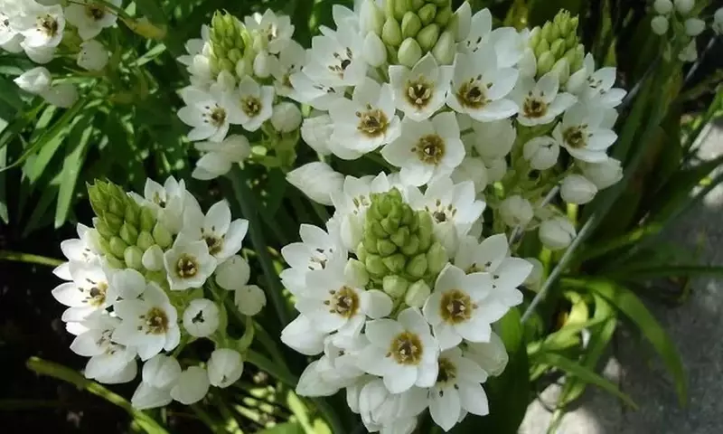 Un Viaje Estelar por el Mundo Floral: Descubriendo Flores con Forma de Estrella y su Simbolismo