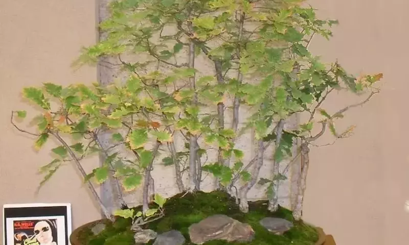 El Arte del Bonsái de Roble: Guía Completa de Cuidado y Cultivo