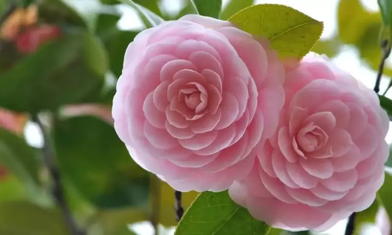 Un Viaje Floral: Explorando las Flores Más Raras y Fascinantes del Mundo