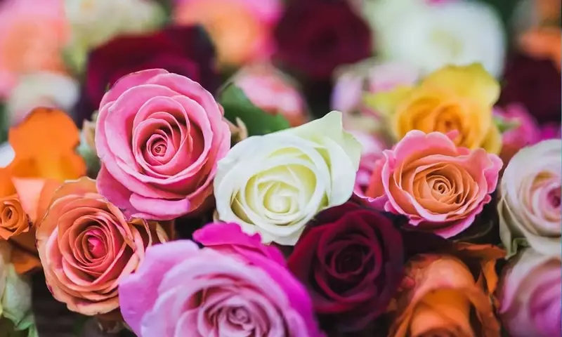 La Rosa Eterna: Símbolo de Amor Duradero y Elegancia Sostenible