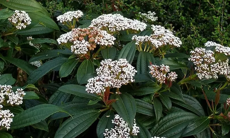 Viburnum davidii: Un Arbusto Versátil y Atractivo para tu Jardín