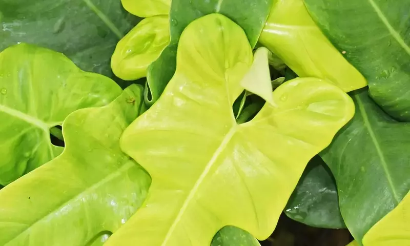 Descubriendo el Philodendron bipennifolium: Un Tesoro Botánico con Hojas Asombrosas