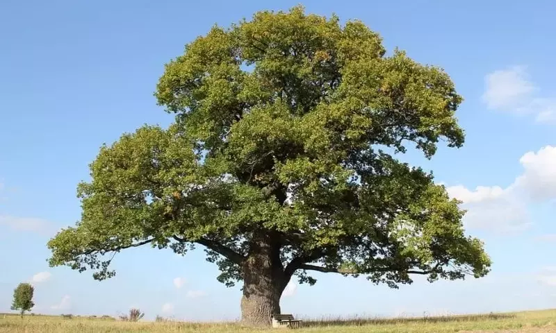 Roble: El Gigante Duradero de Nuestros Bosques