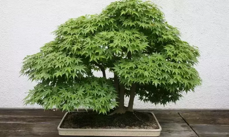 Cultivo y Mantenimiento del Bonsái de Arce: Una Guía Completa para su Salud y Belleza