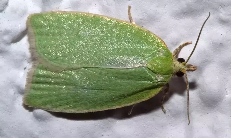 La plaga de Tortrix viridana: una amenaza para robles y encinas