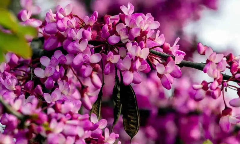 El Majestuoso Árbol del Amor: Guía Completa de Cuidados y Propiedades del Cercis Siliquastrum