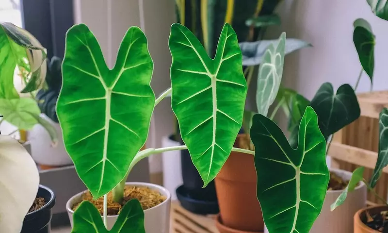 Alocasia: Un Símbolo de Espiritualidad y Bienestar