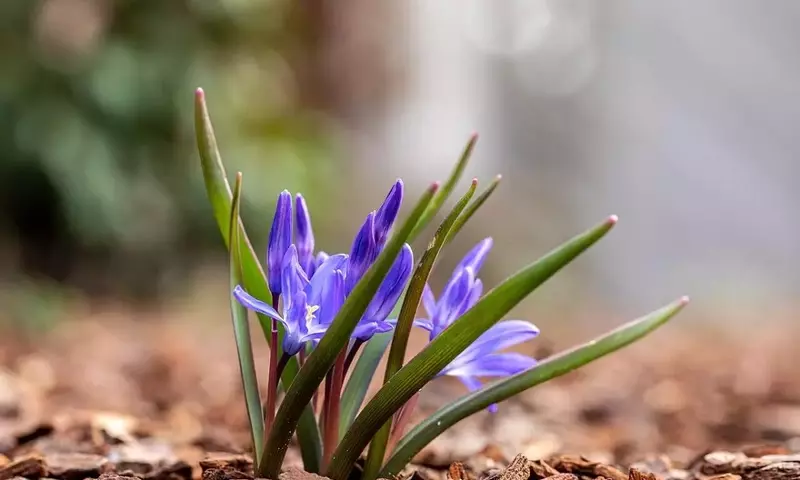 Descubriendo la Scilla bifolia: Una Joya Botánica de Europa y Asia