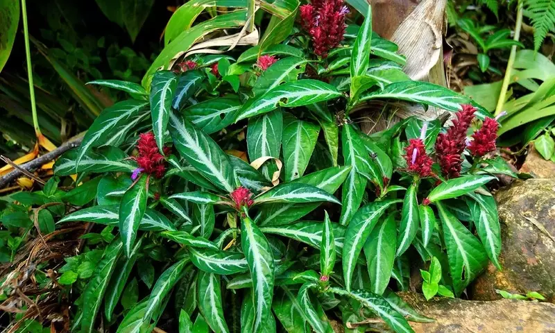 Descubriendo la Justicia Scheidweileri: Una Joya Tropical para tu Jardín