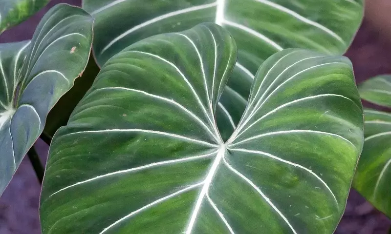 Philodendron Glorioso: La Joya Botánica que Conquista los Hogares