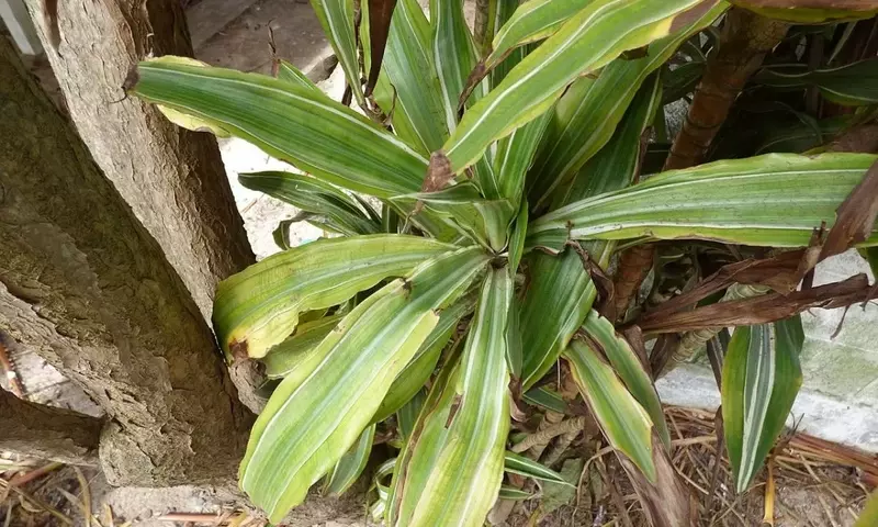 Dracaena fragrans: El Árbol de la Felicidad en tu Hogar
