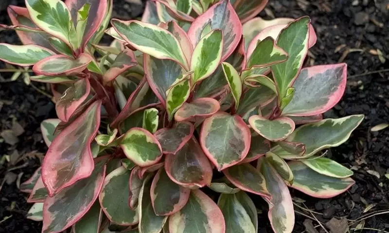 Peperomia Clusiifolia: Belleza, Cuidado y Bienestar en tu Hogar