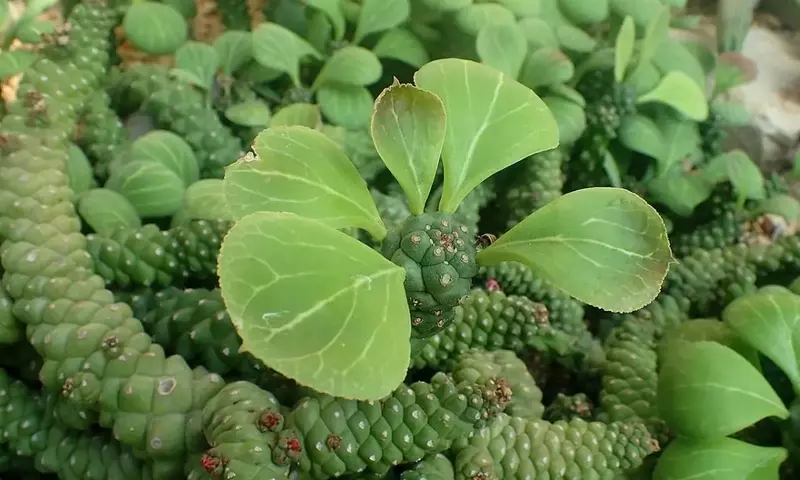 Euphorbia ritchiei: Un Encanto Suculento sin Espinas para el Hogar