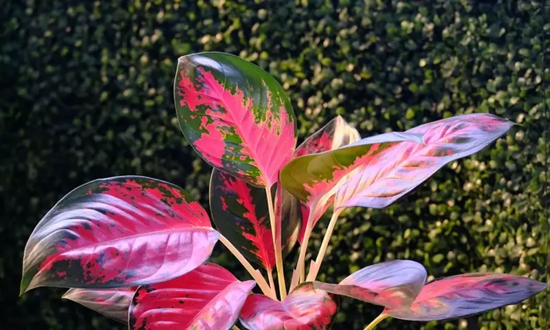 Aglaonema Vermelha: Un Toque Tropical de Color y Bienestar para tu Hogar