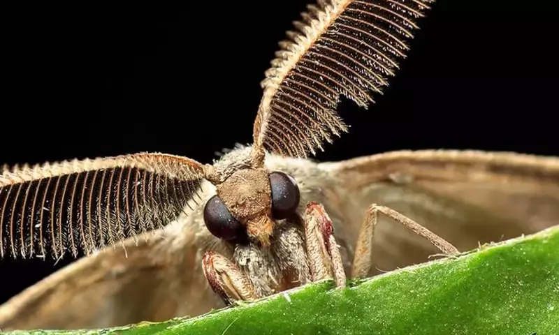 La Falenofilia: El Imprescindible Vínculo Nocturno entre Polillas y Flores