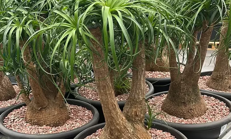 La Beaucarnea Recurvata: Una Guía Completa para su Cuidado y Prosperidad