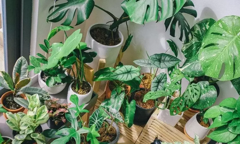 Frescura Verde: Plantas Ideales para Refrescar tu Hogar en Verano