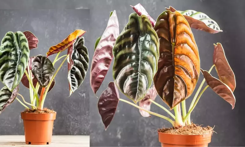 Alocasia Cuprea: La Fascinante Planta Hoja de Dragón y Sus Cuidados Esenciales