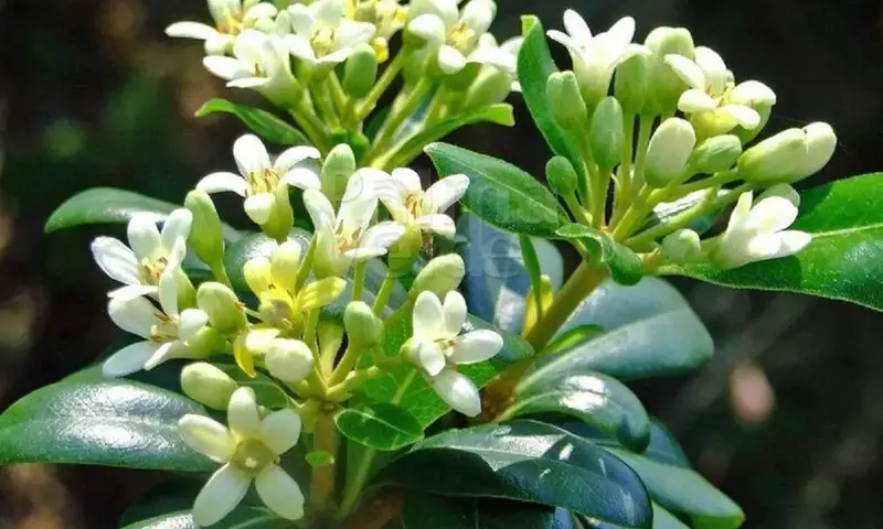 Descubriendo el Pittosporum tobira nana: Un arbusto versátil para el jardín moderno
