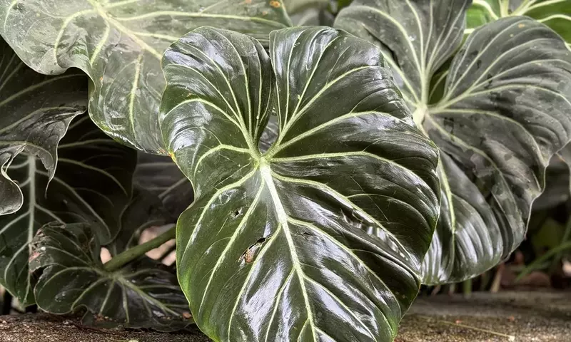 Alocasia Portodora: El Híbrido Espectacular que Transforma Cualquier Espacio