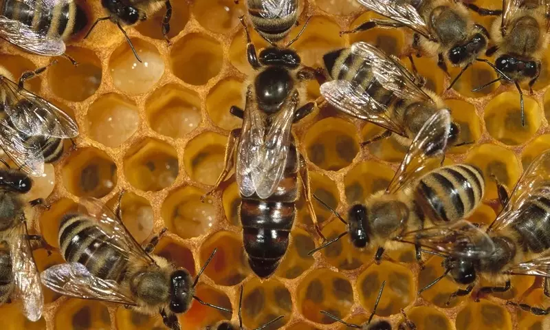 La Crucial Labor de las Abejas y Estrategias para su Conservación