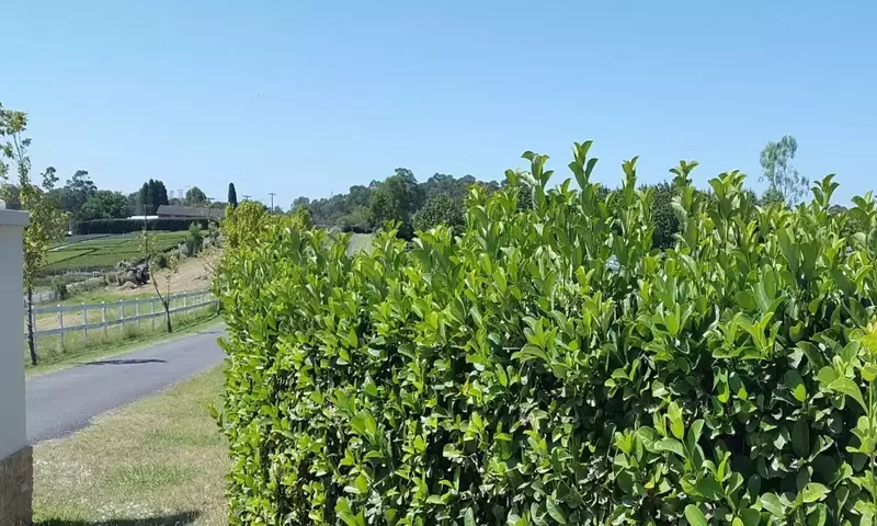 Viburnum Odoratissimum: El Arbusto de Ensueño para tu Jardín