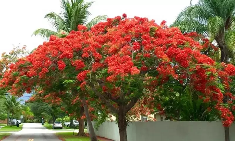 Descubriendo la Diversidad Cromática y las Fascinantes Características del Flamboyán