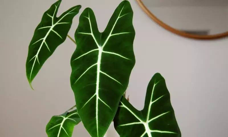 Alocasia Frydek: Una Joya Exótica para tu Hogar