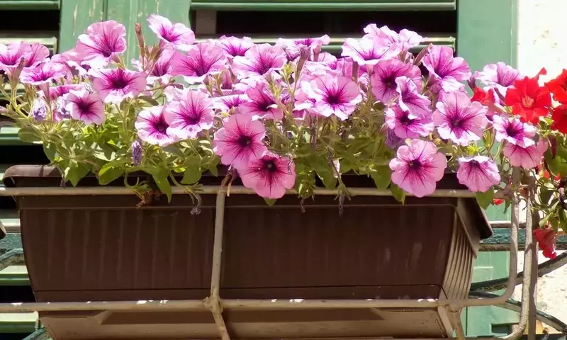 Guía Completa para el Cultivo Exitoso de Petunias en Macetas