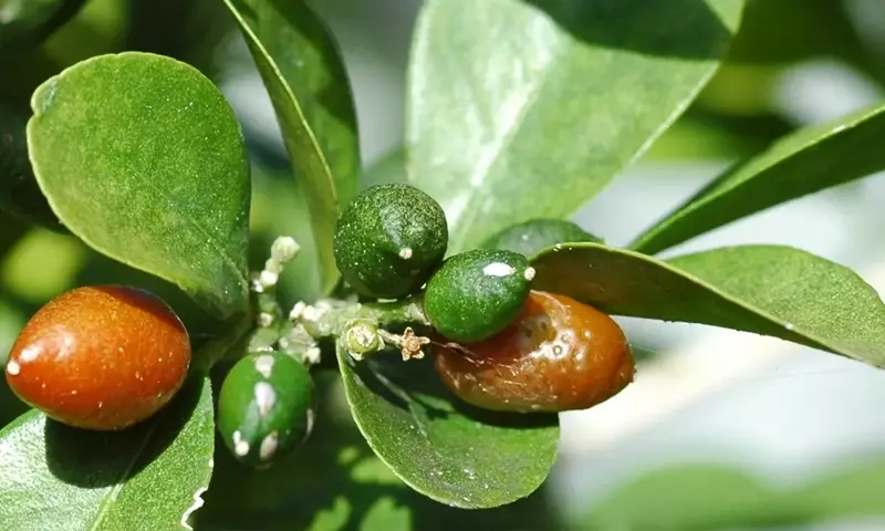 Murraya paniculata: El Encanto del Jazmín Naranjo en tu Jardín