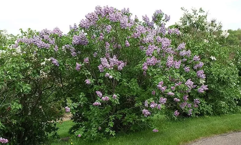Embellezca Su Jardín: Arbustos Florales Lilas para un Oasis de Serenidad