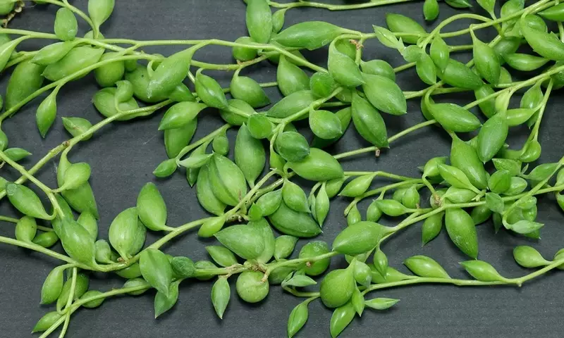 Guía Completa para el Cuidado del Senecio Herreianus
