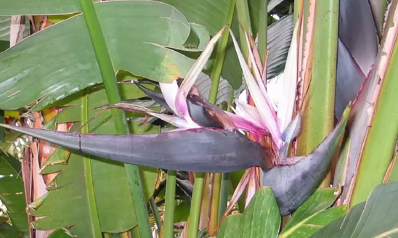 Strelitzia Nicolai: Guía Completa para su Cultivo y Decoración Interior