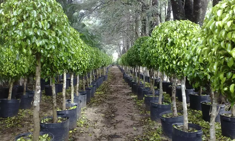 Guía Completa para la Propagación del Ficus: Más Allá de los Métodos Tradicionales
