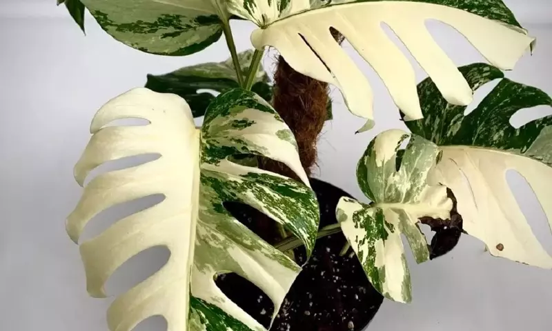Guía Completa para el Trasplante Exitoso de tu Monstera Deliciosa