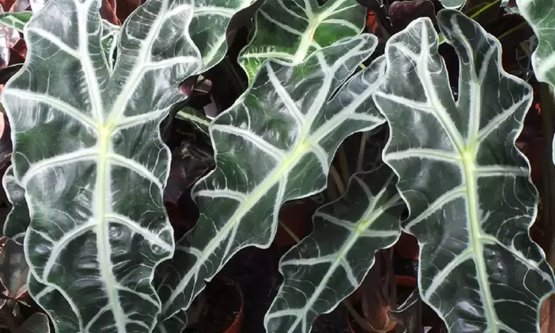Alocasia Amazónica: Belleza Exótica con Precauciones Necesarias