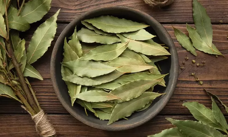 Descubre el Poder del Laurel: Usos Culinarios y Beneficios para la Salud