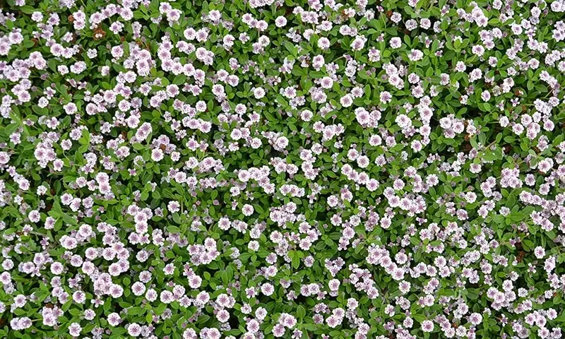Cultivo y Cuidado de la Lippia Nodiflora: Una Alternativa Sostenible al Césped Tradicional