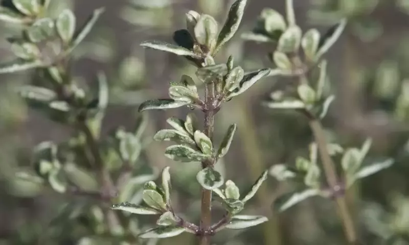 Descubriendo las Virtudes del Tomillo Limonero: Un Tesoro Aromático y Medicinal
