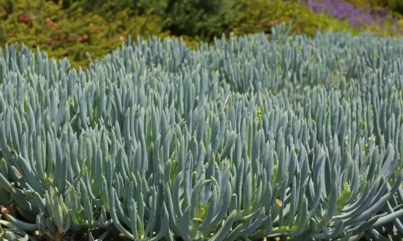 Descubriendo el Encanto del Senecio Serpens: Una Suculenta de Fácil Cuidado y Belleza Singular