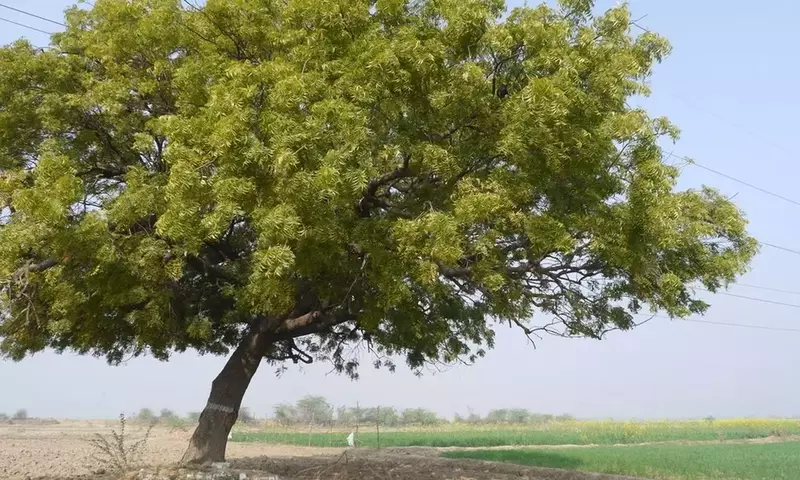 Descubriendo los Múltiples Poderes del Neem: Más Allá del Jardín