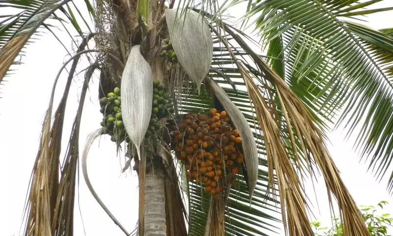 Syagrus Botryophora: Elegancia Tropical en Peligro