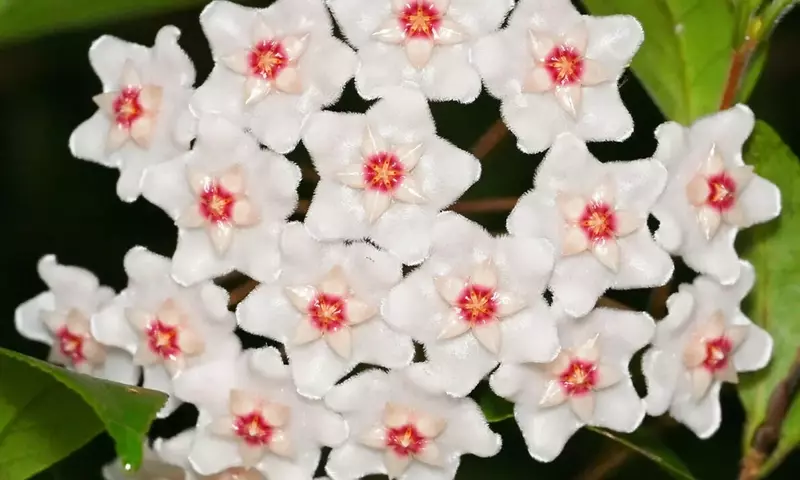Hoya Linearis vs. Hoya Carnosa: Una Comparativa Exhaustiva para el Cultivador